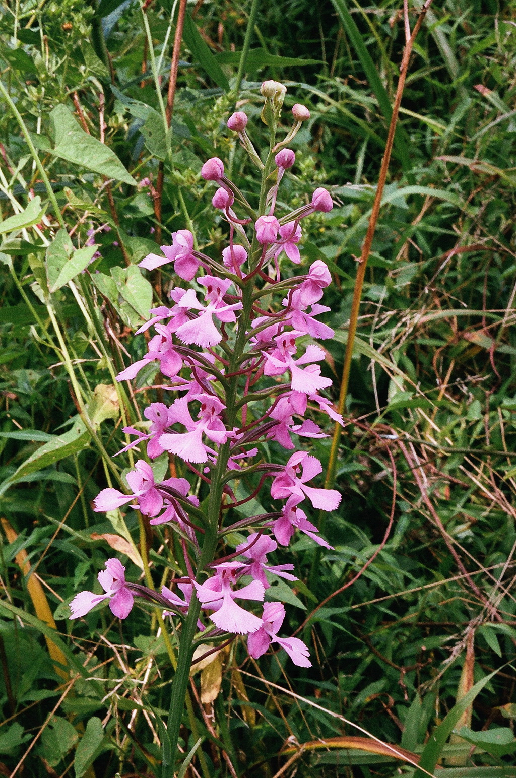 Platanthera peramoena near Millersburg Pennsylvania 7/26/2014 