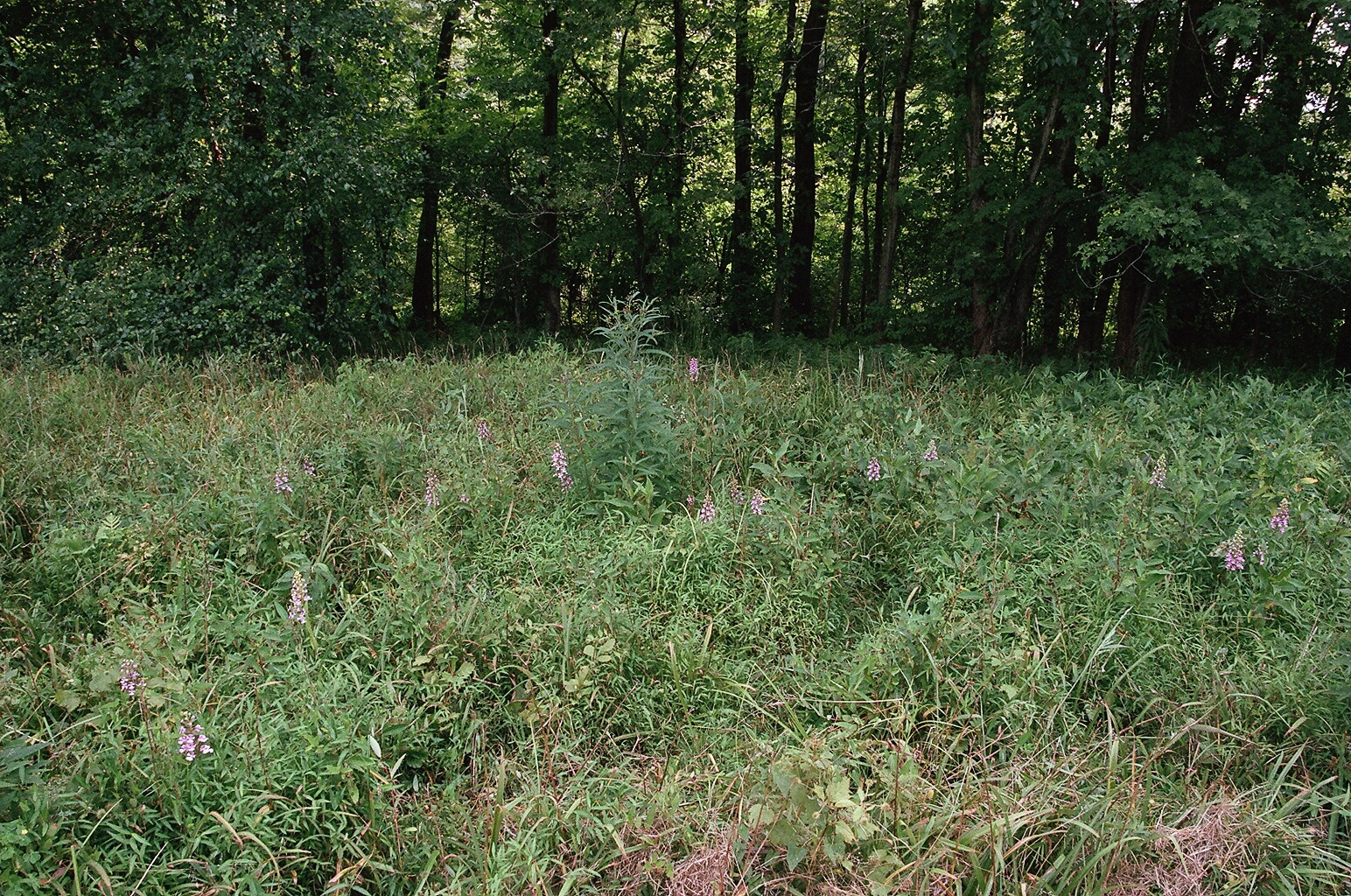 Platanthera peramoena near Millersburg Pennsylvania 7/26/2014 