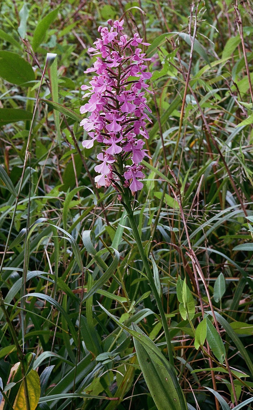 Platanthera peramoena near Millersburg Pennsylvania 7/26/2014 