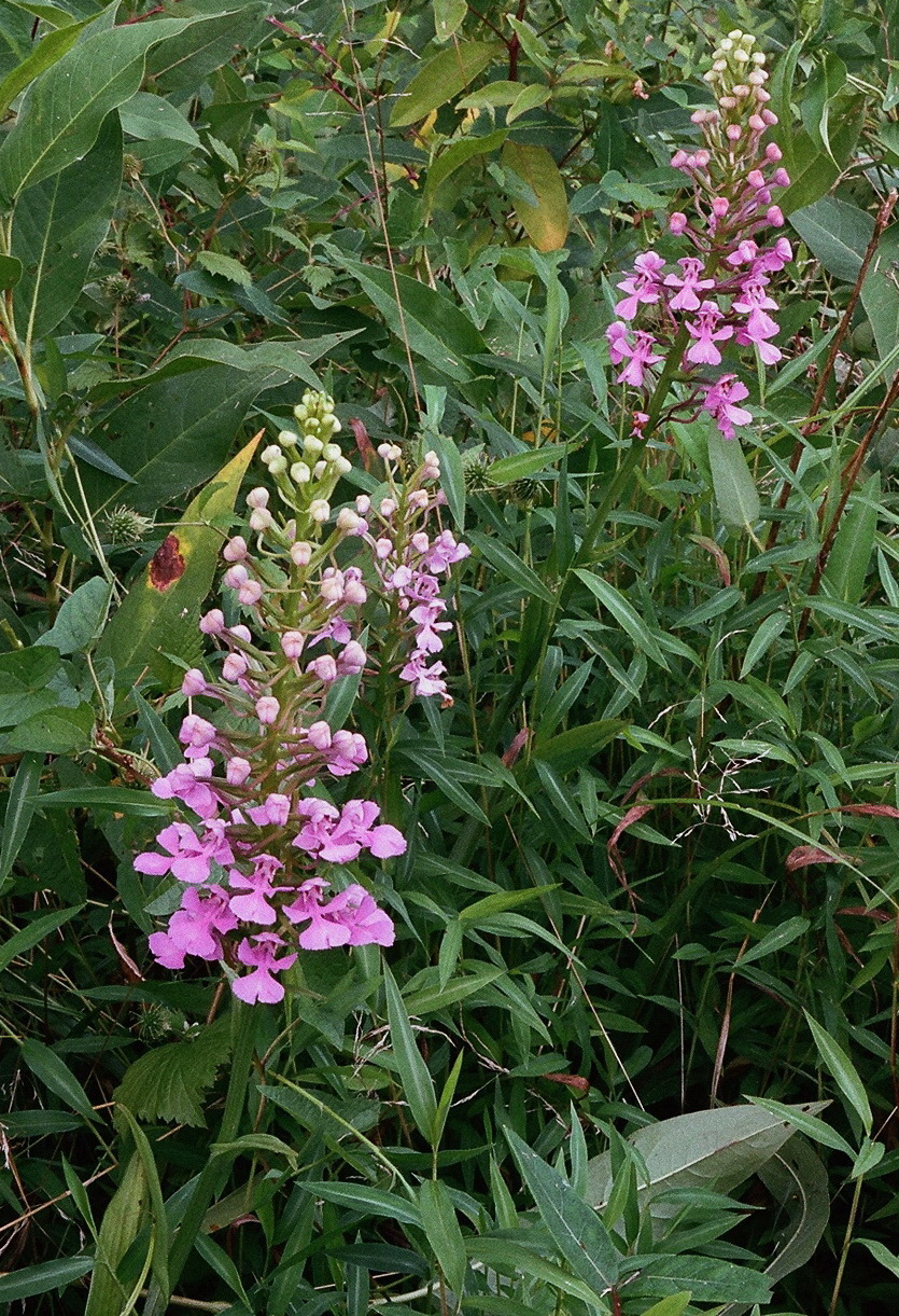Platanthera peramoena near Millersburg Pennsylvania 7/26/2014 