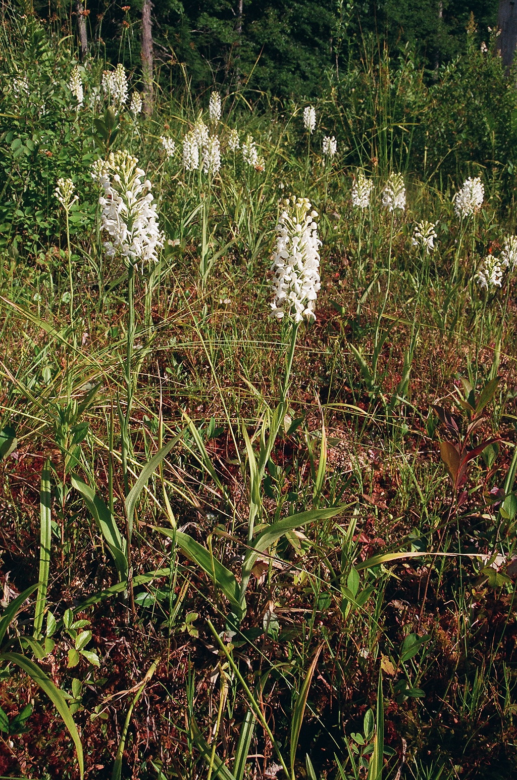 Platanthera blephariglottis eastern Pennsylvania 7/26/2014 