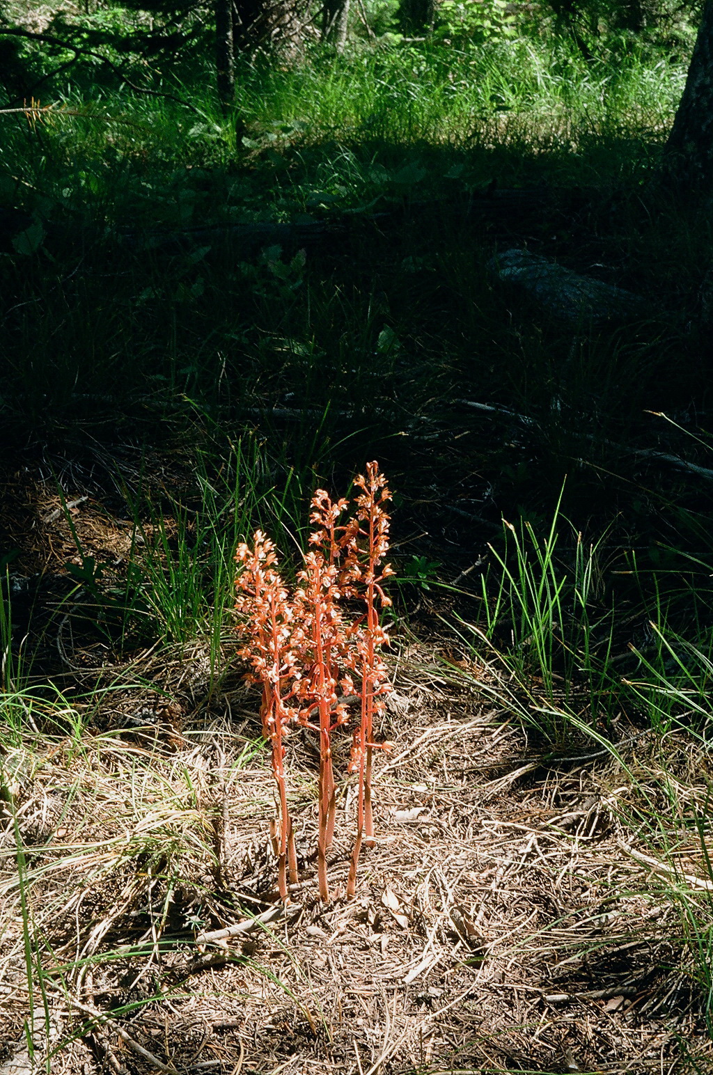 Corallorhiza maculata var. occidentalis (Western Spotted Coralroot) Grand Teton Natl Park 7/8/2014