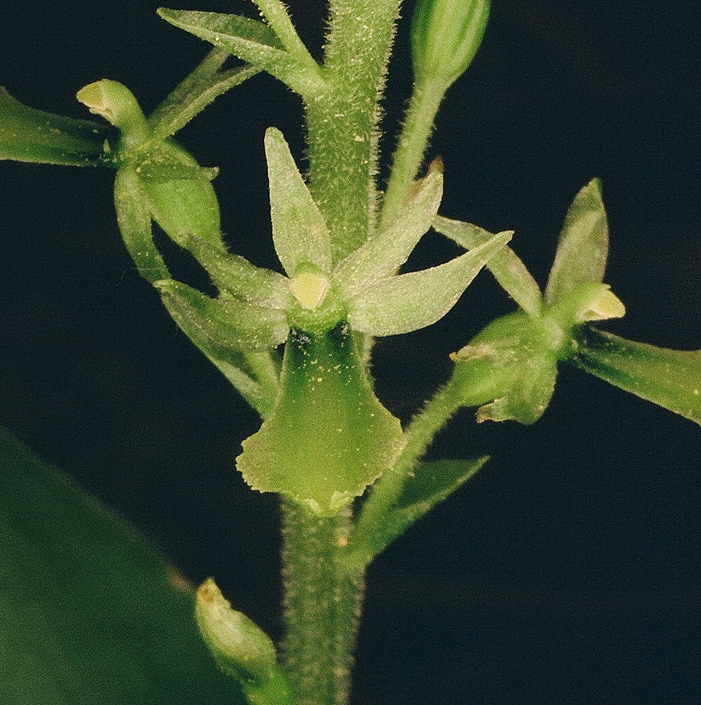 Neottia (Listera) banksiana (Northwestern Twayblade) Close-up of very tiny flower. Grand Teton Natl Park 7/9/2014 