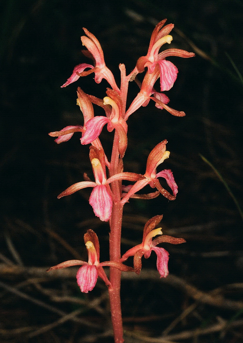 Corallorhiza mertensiana (Mertens Coralroot) w. red lip. Grand Teton Natl Park 7/9/2014