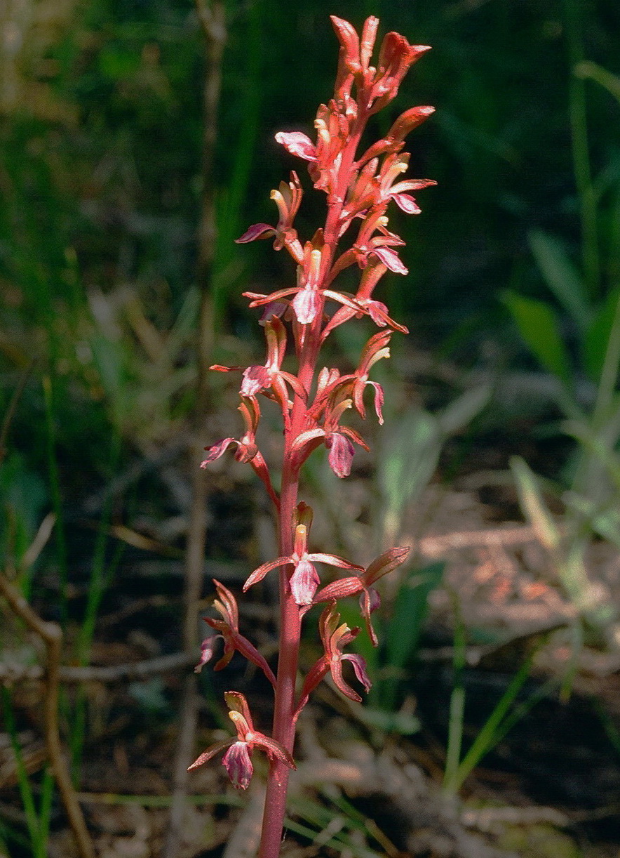 Corallorhiza mertensiana (Mertens Coralroot) Grand Teton Natl Park 7/9/2014