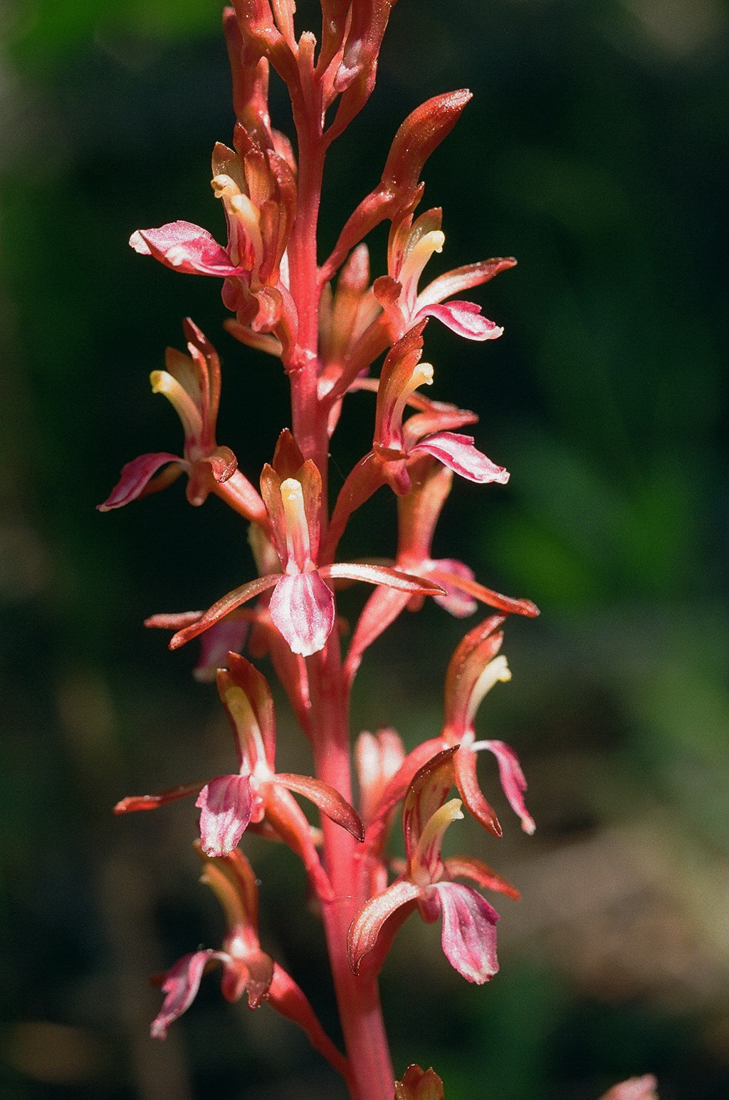 Corallorhiza mertensiana (Mertens Coralroot) Grand Teton Natl Park .JPG
