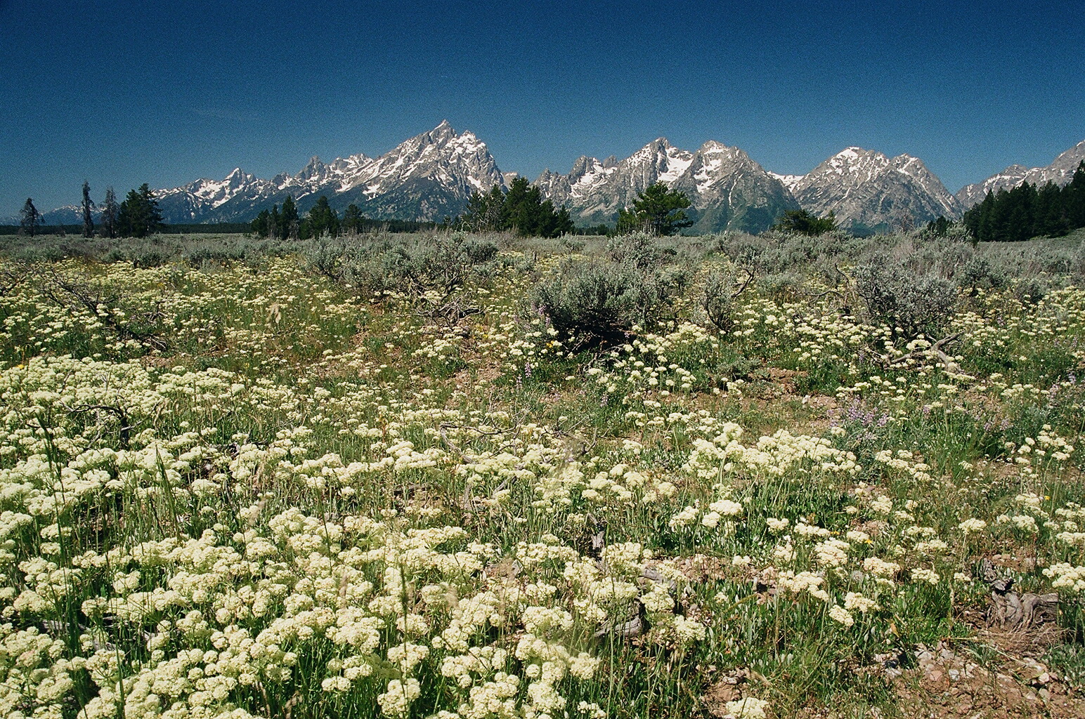 Eriogonum umbellatum (Sulfur Buckwheat) Grand Teton Natl Park 7/8/2014