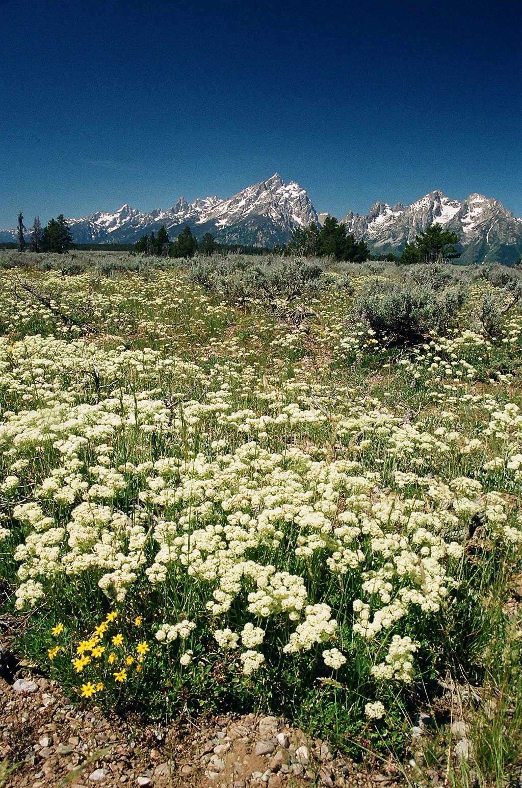 Eriogonum umbellatum (Sulfur Buckwheat) Grand Teton Natl Park 7/8/2014