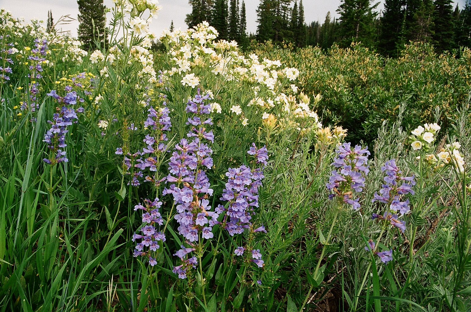  Penstemon cyananthus (Wasatch Beardtounge) w. Polemonium foliosissimum (Leafy Jacobs Ladder) Bear River Range Utah 7/11/2014