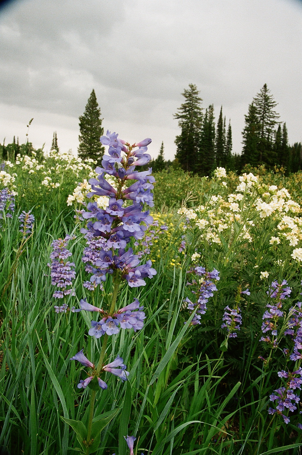  Penstemon cyananthus (Wasatch Beardtounge) w. Polemonium foliosissimum (Leafy Jacobs Ladder) Bear River Range Utah 7/11/2014