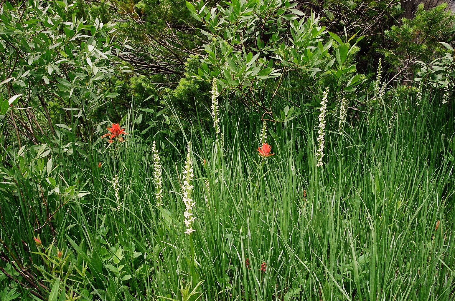 Platanthera dilatata var. dilatata (Bog Candle) w. Paintbrush. Bear River Range Utah 7/11/2014