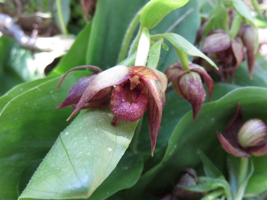  Cypripedium fasciculatum (Clustered Ladys-slipper)  Uinta Range, Utah 6/30/2015