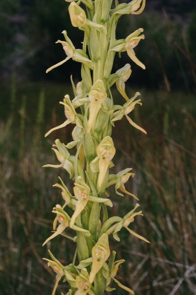Platanthera tescamnis (Intermountain Rein Orchid) Mono Lake, Calif 7/10/2015