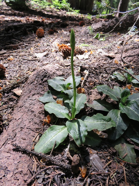 Goodyera oblongifolia (Giant Rattlesnake Plantain) Logan Canyon, Utah. 7/1/2015  