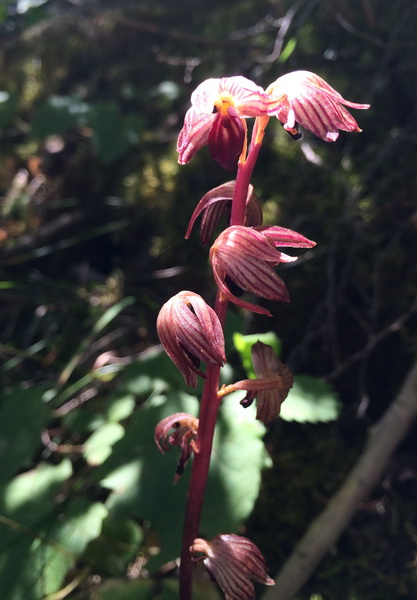 Corallorhiza striata (Striped Coralroot) Logan Canyon, Utah. 7/1/2015