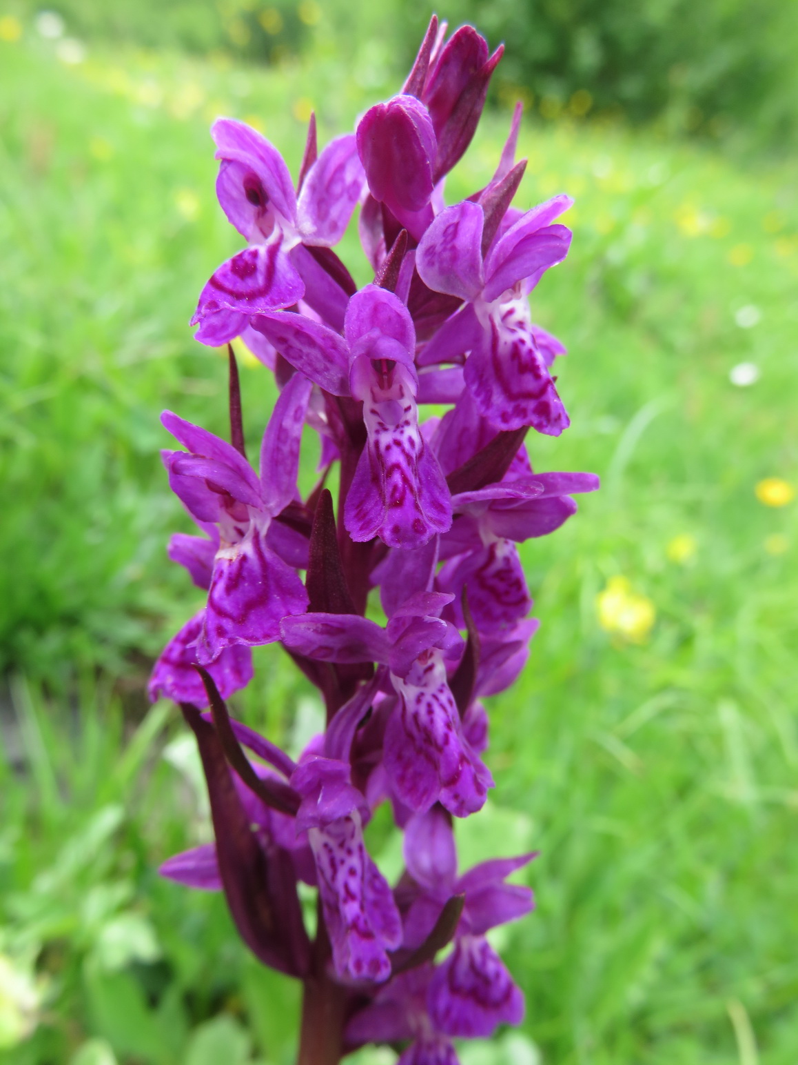  Dactylorhiza majalis (Marsh Orchid) Murren (Jungfrau region of the Swiss Alps) July 7th, 2016