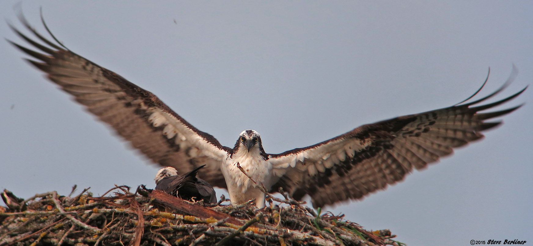 Osprey pair