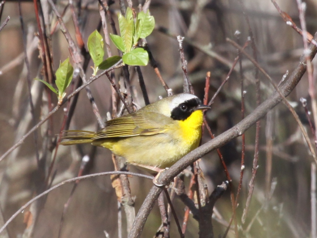 Common Yellowthroat