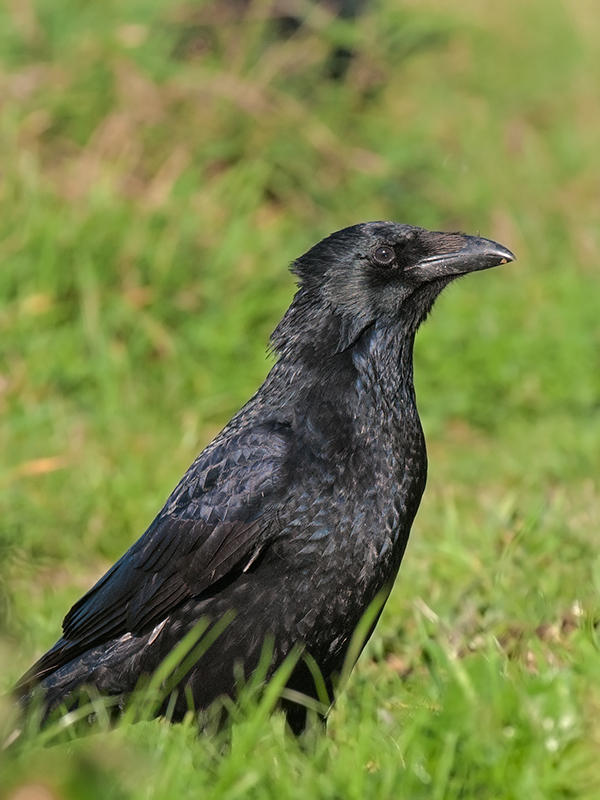 Carrion Crow  Llandudno