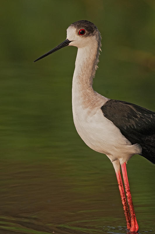 Black Winged Stilt  Gambia