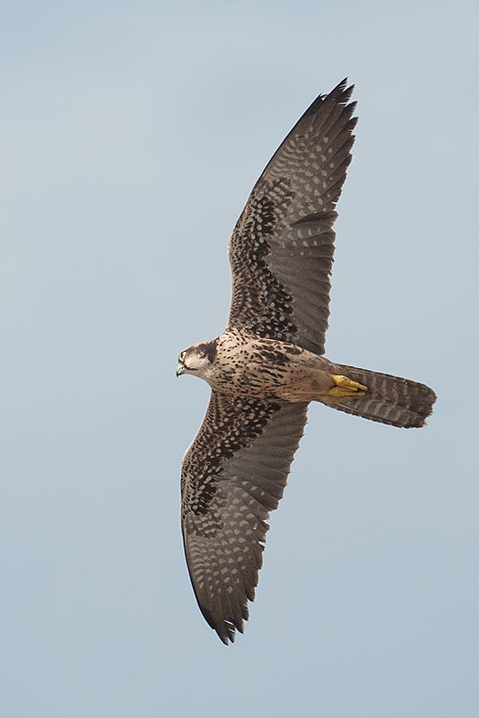 Lanner Falcon  Gambia