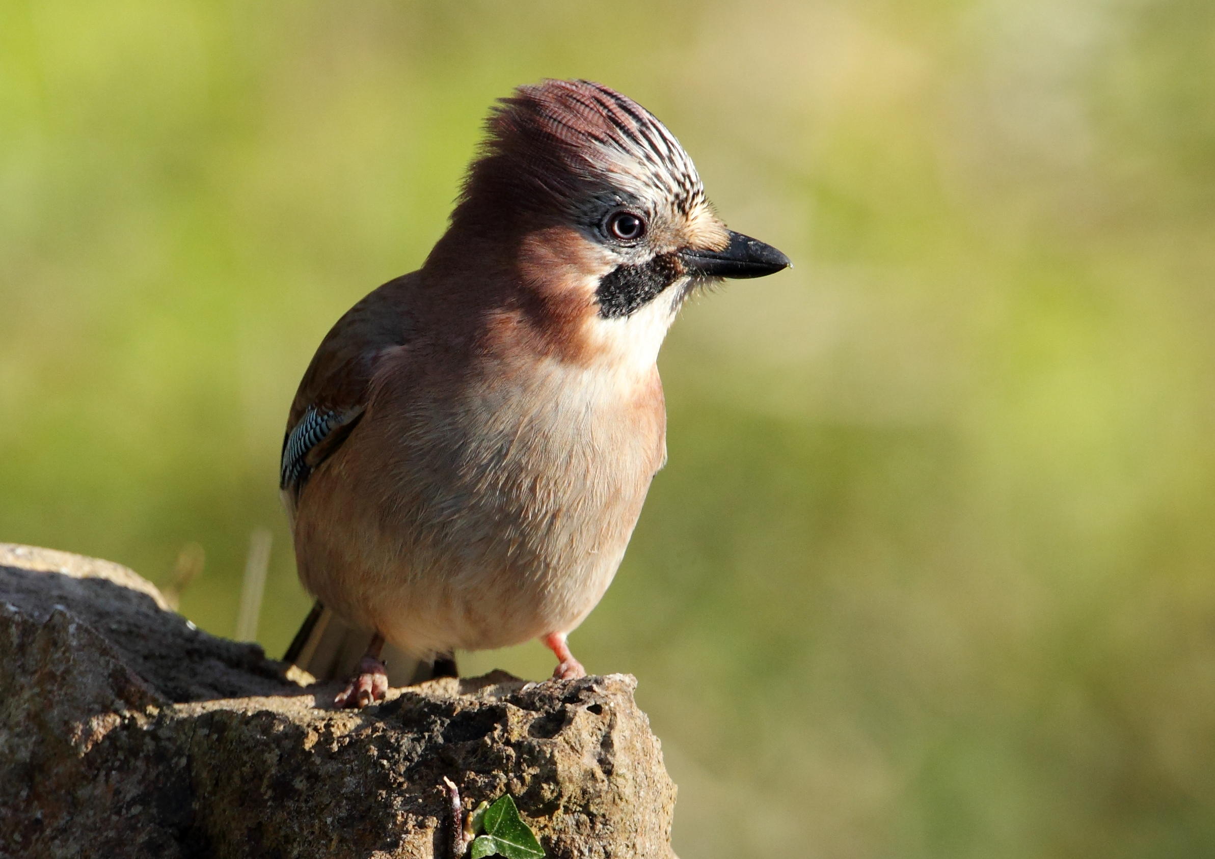 Jay   Llandudno