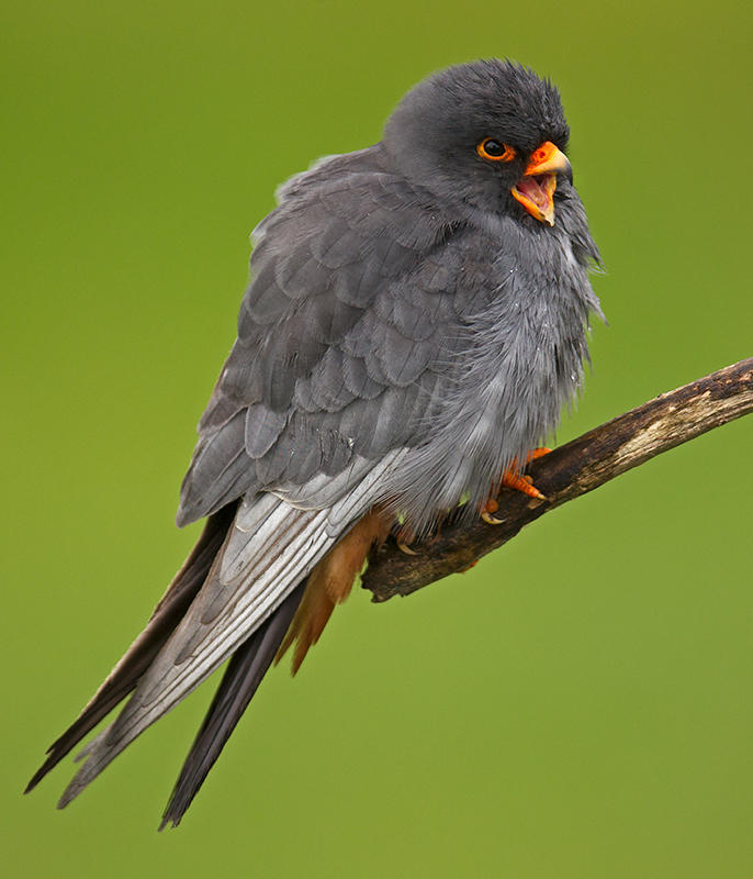 Red Footed Falcon   Hortobgy,Hungary