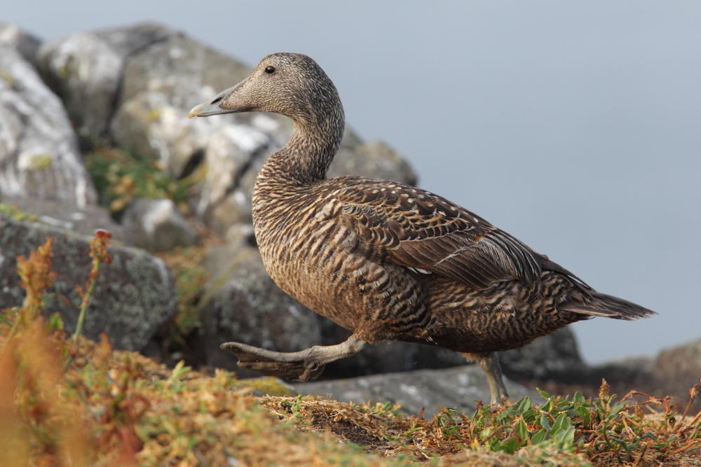 Eider Duck   Isle of May,Scotland