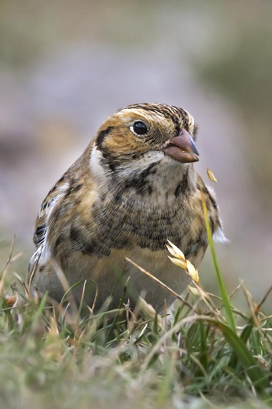 Lapland Bunting   Great Orme,Llandudno