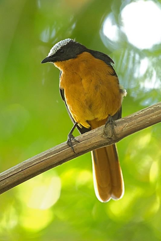 Robin-Chat,White-crowned 