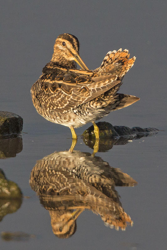 Common Snipe      Wales