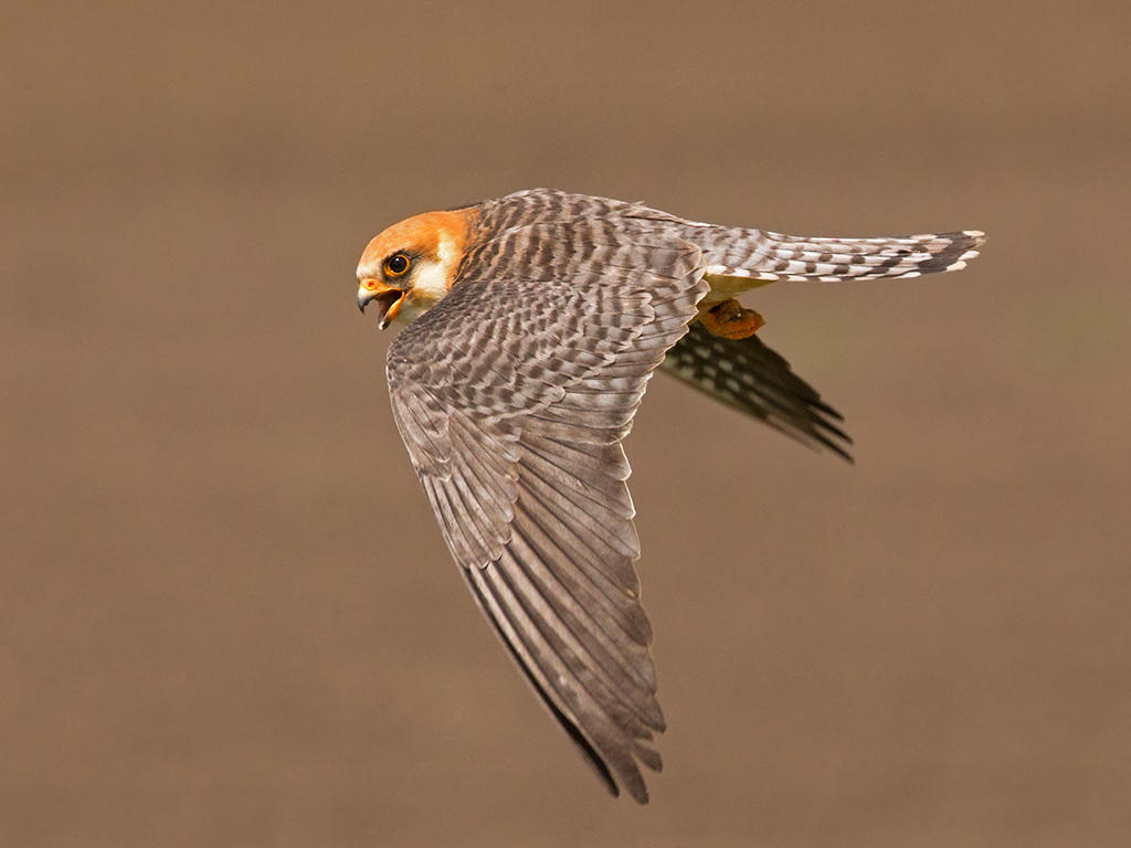 Red Footed Falcon   Hortobgy,Hungary