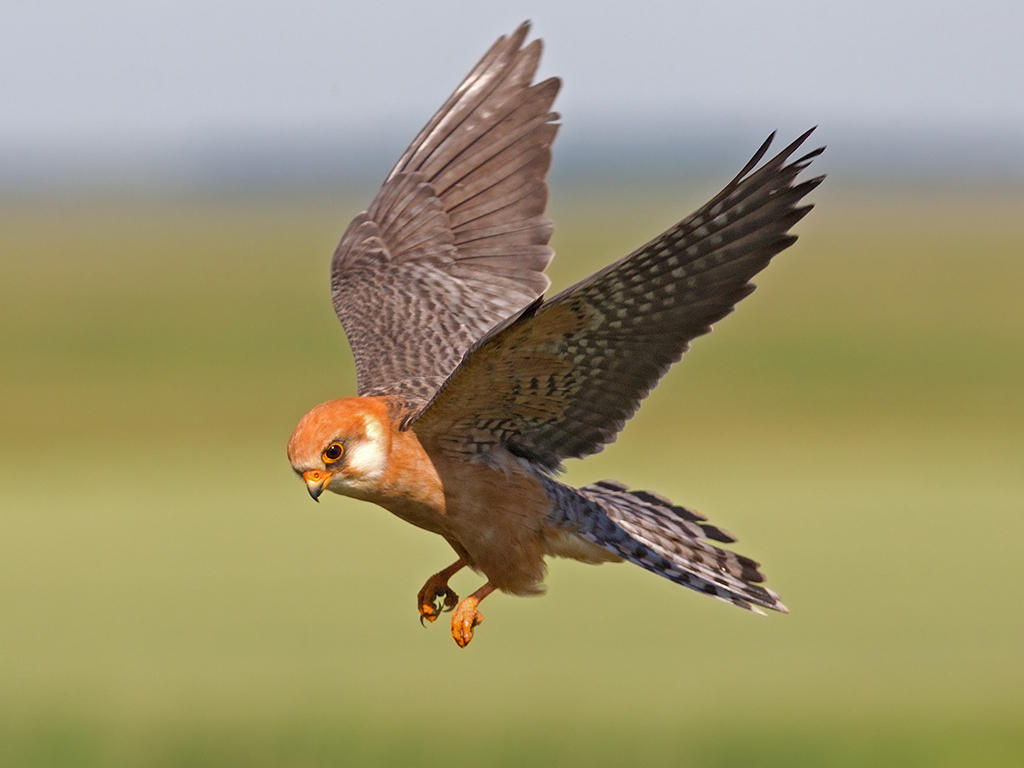 Red Footed Falcon   Hortobgy,Hungary