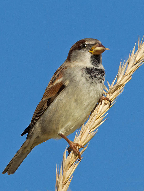 House Sparrow   Llandudno