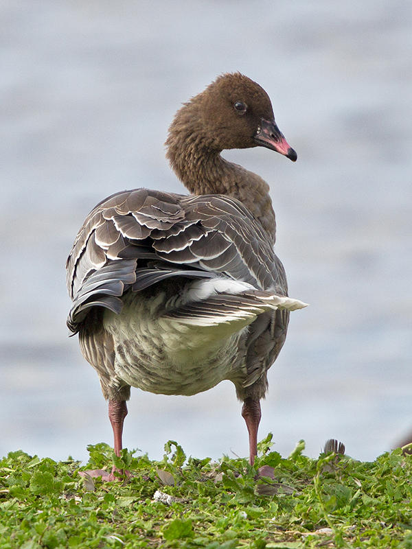 Goose,Pink Footed 