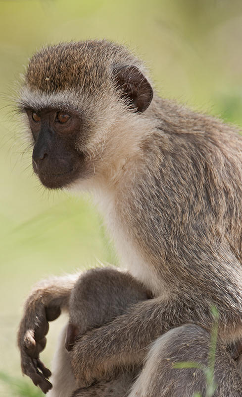 Baboon,Olive 