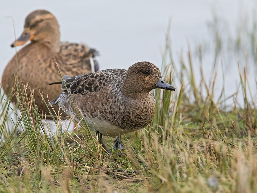 Wigeon    England