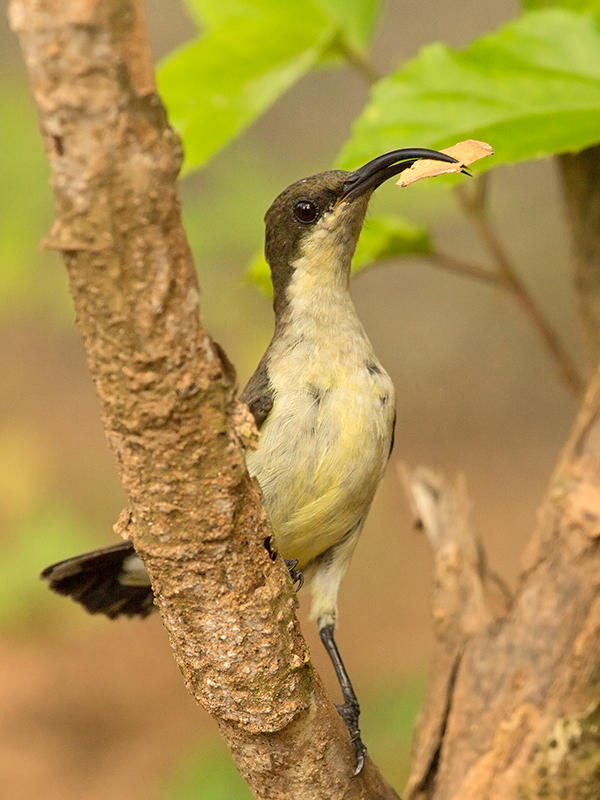 Loten's Sunbird   Sri Lanka