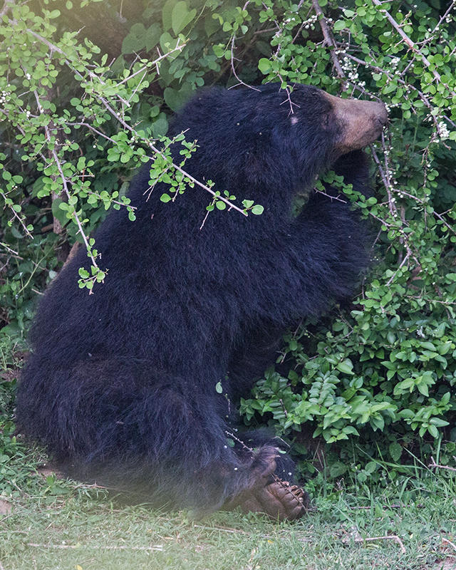 Sloth Bear    Sri Lanka 