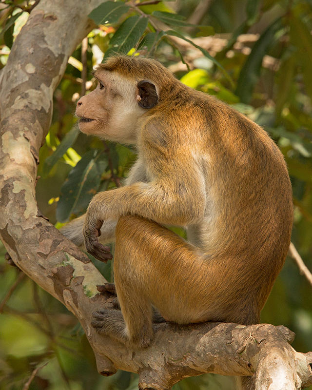 Toque Macaque   Yala NP,Sri Lanka