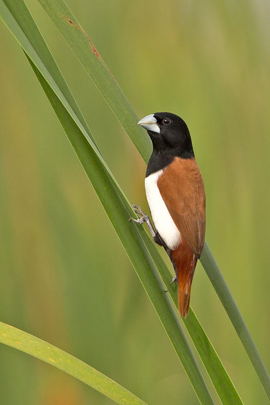 Munia,Tri-coloured