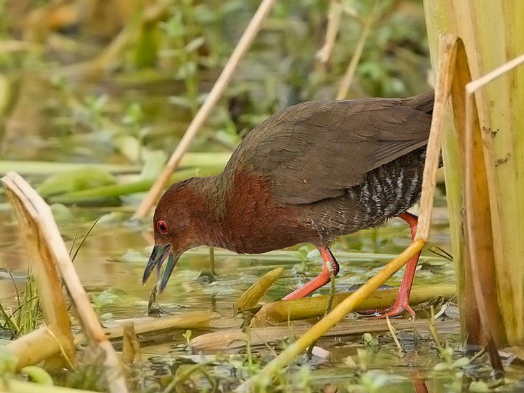 Crake,Ruddy Breasted 