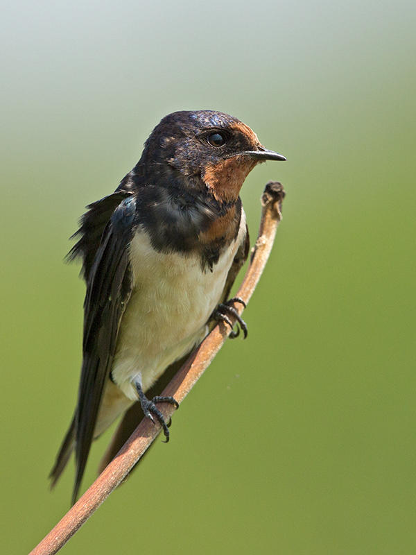 Barn Swallow    Sri Lanka 