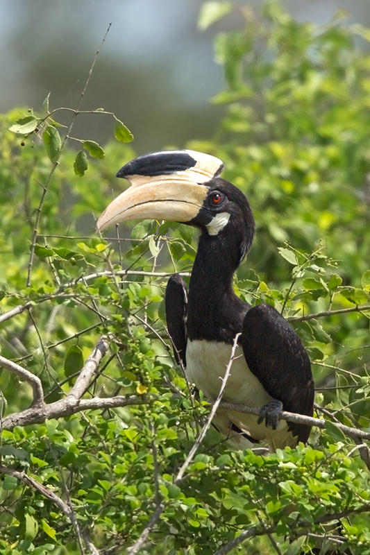 Malabar Pied Hornbill  Sri Lanka