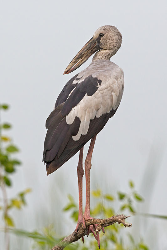 Stork ,Asian Openbill
