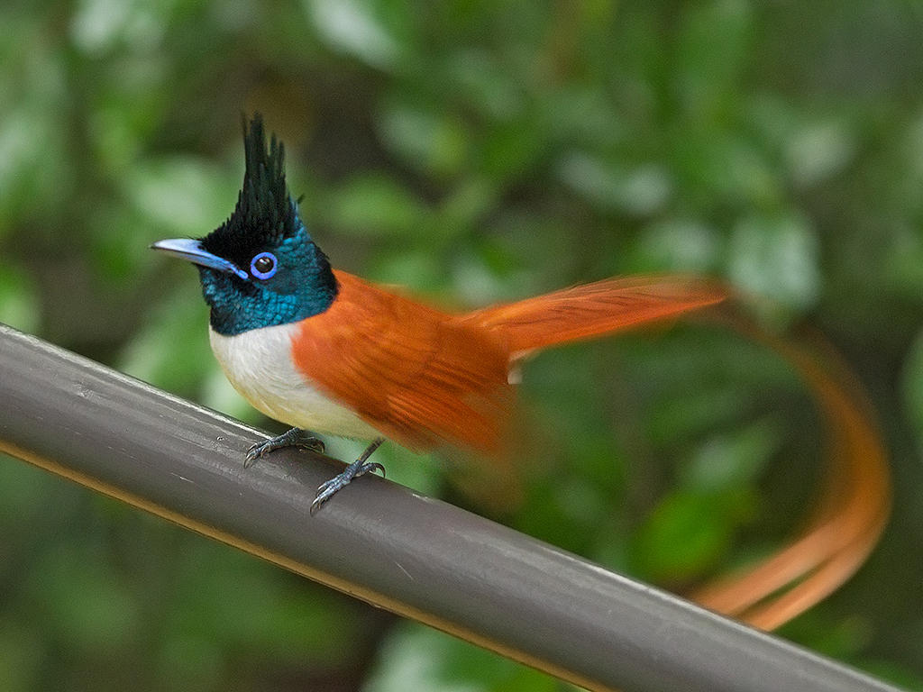 Indian Paradise Flycatcher    Sri Lanka