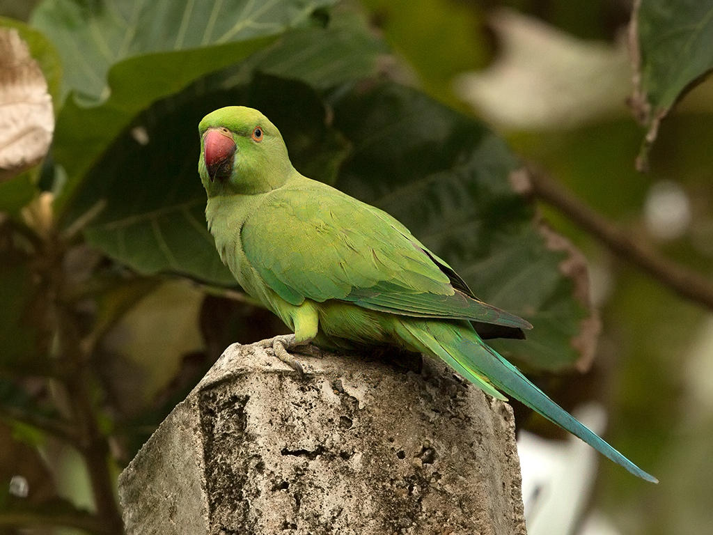 Ring-necked  Parakeet    Sri Lanka