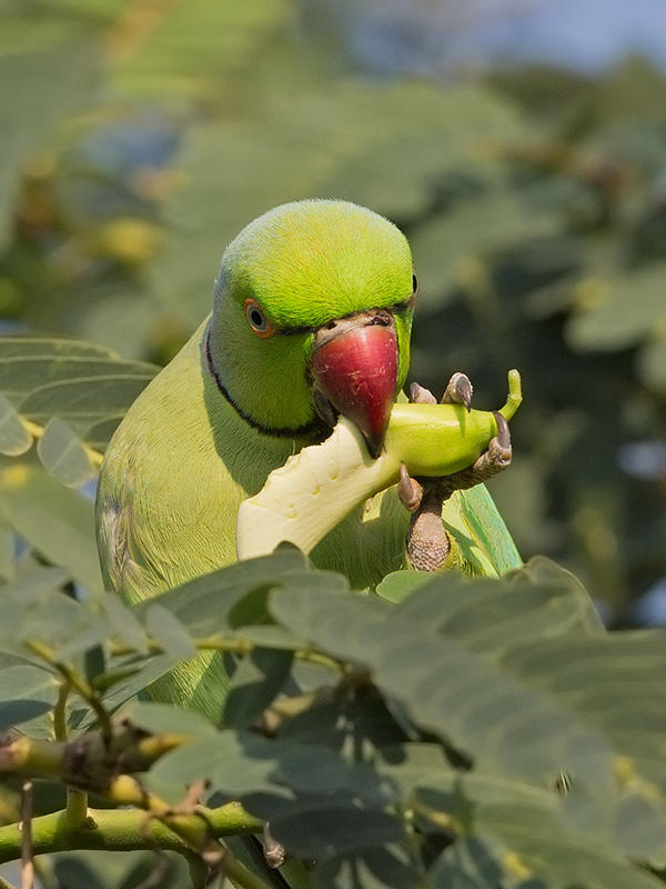 Ring-necked  Parakeet    Sri Lanka