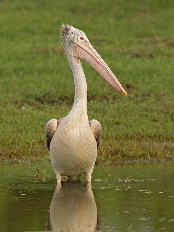 Spot Billed Pelican  Sri Lanka 