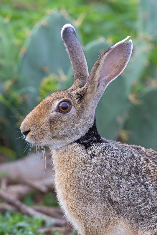 Hare,Black-naped 
